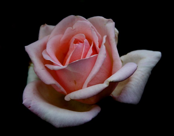 The Rose is Beauty