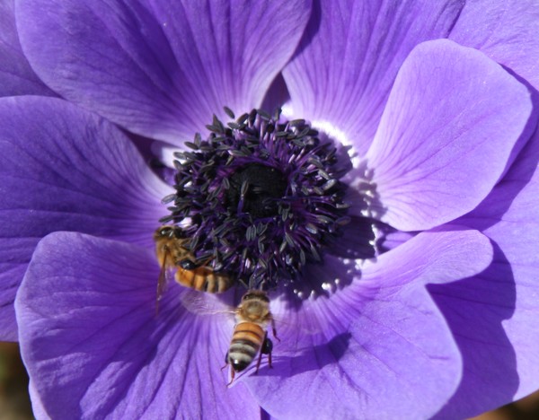 Two Bees or not Two Bees?