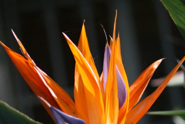 Flames of Paradise
