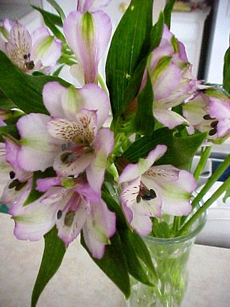 Florida Flowers In Vase