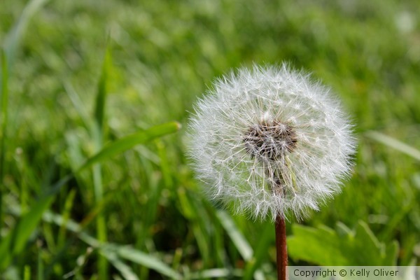 Dandy Lion
