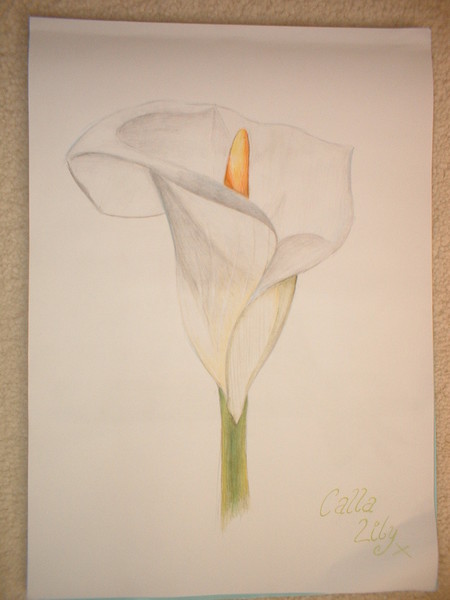 A Calla Lily