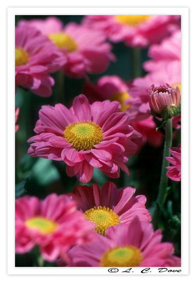 Chrysanthemum - GE000074