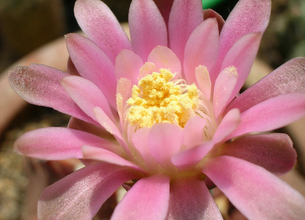 PinkPlastic