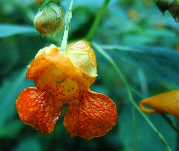 firebell
