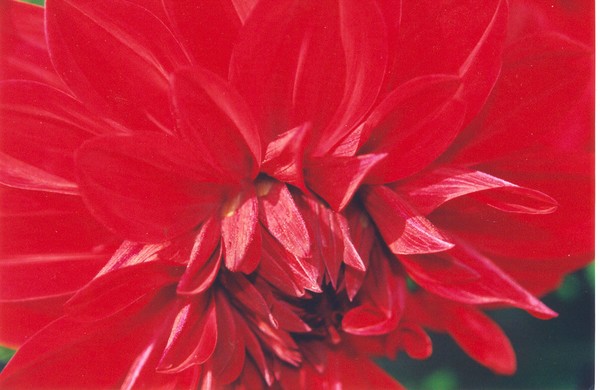 Floral Blaze
