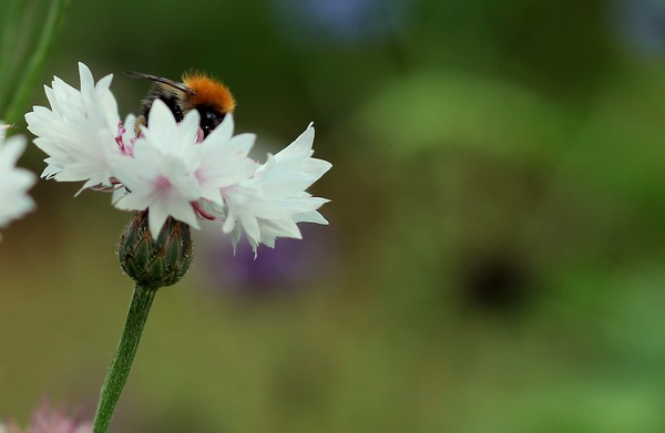 Bumblebee Paradise