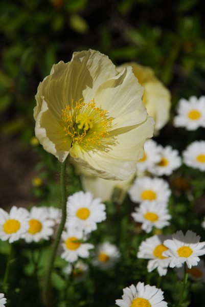 Yellow Flower 31