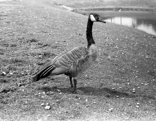 Another Goose!