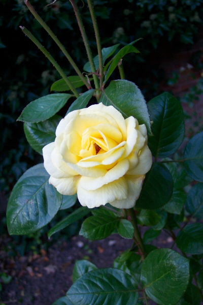 A Simple Rose