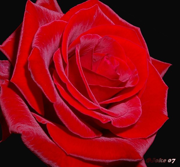 With  out love