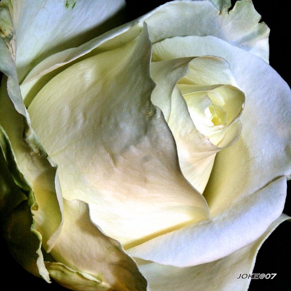 A rose for the weekend