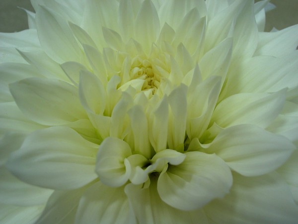 Purity