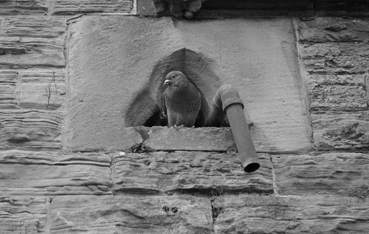 Pidgeon Holed