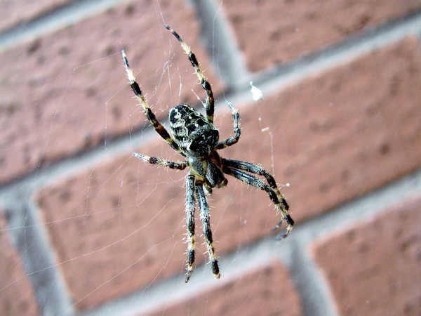 Spiders Lair.