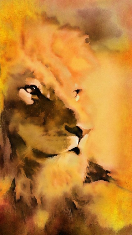 African Lion
