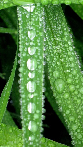 Surface Tension 2