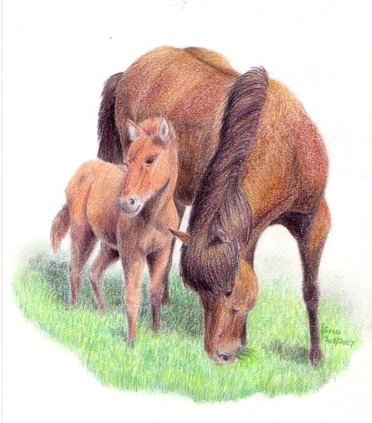 Ginger foal