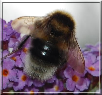 Another busy bee  !