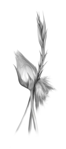 Blooms