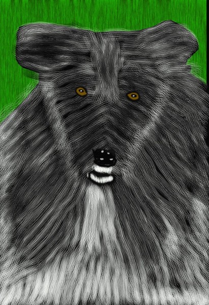 O309 Black Dog
