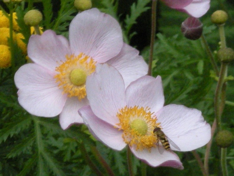 The Pollinator