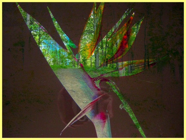 Bird of Paradise in the Forest
