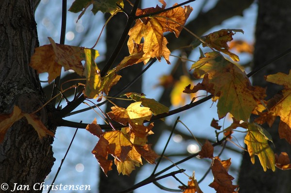 Maple Leaves