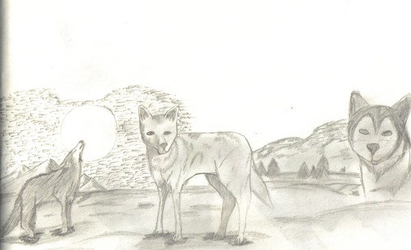 3 wolves