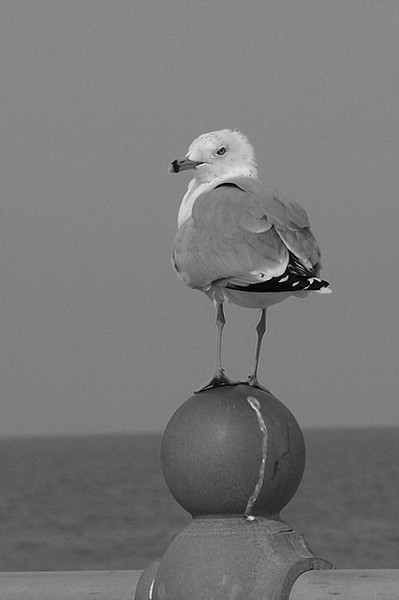 Standing Watch
