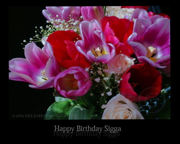 Happy Birthday Sigga !