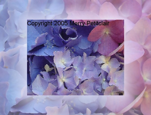 Hydrangea and border