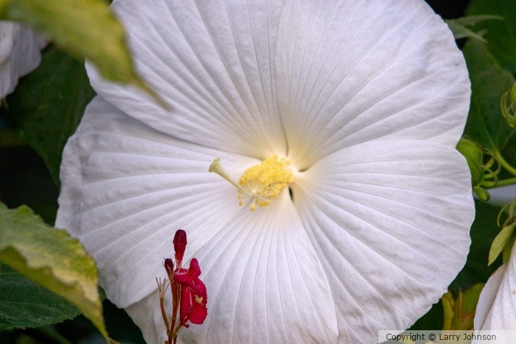 hardy hibiscus
