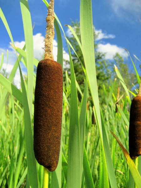 Cat Tails