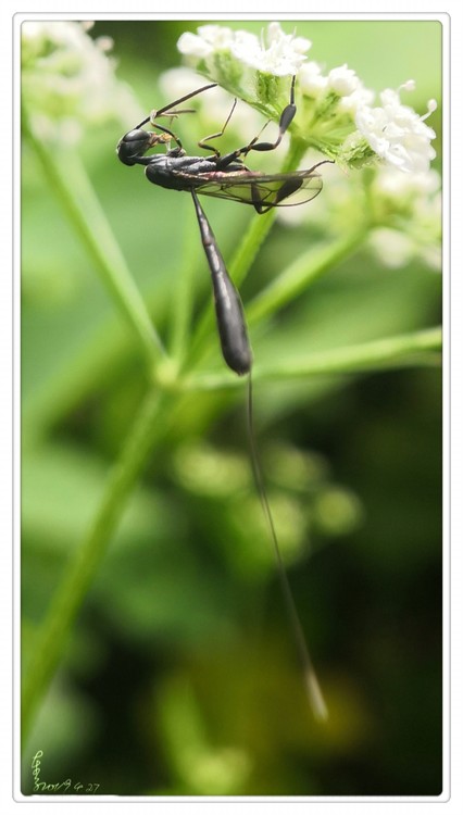 What's the insect?