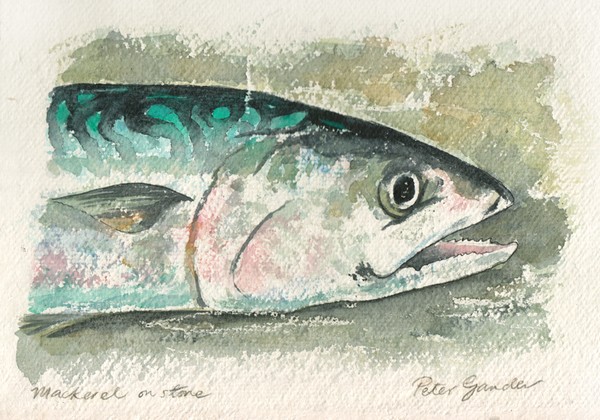 Mackerel on stone