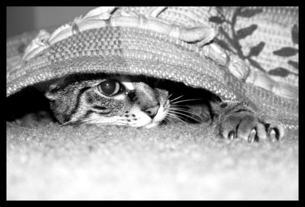 The Return of Ninja Cat