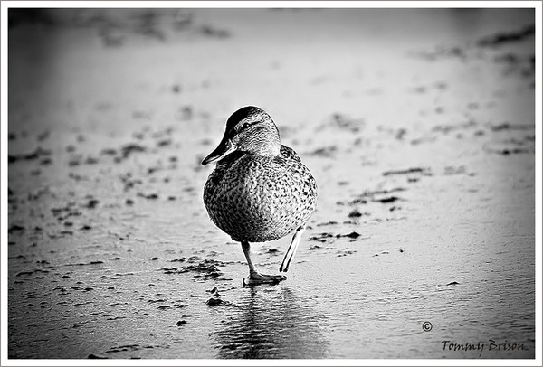 Alone on Ice