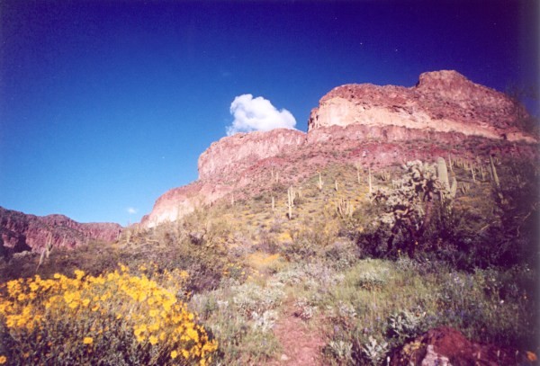 Ajo Mountains Spring