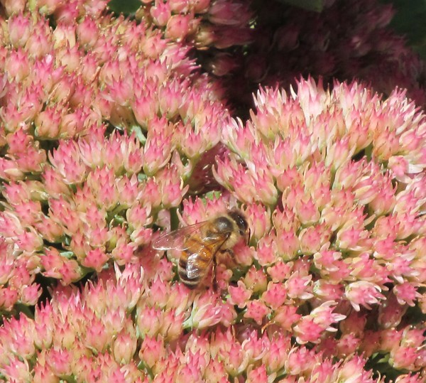 Bumble Bee