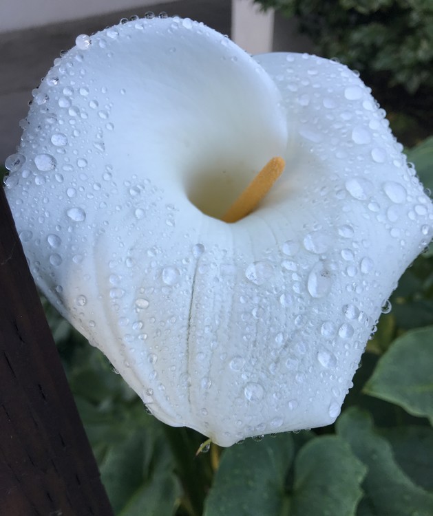 After the Rain