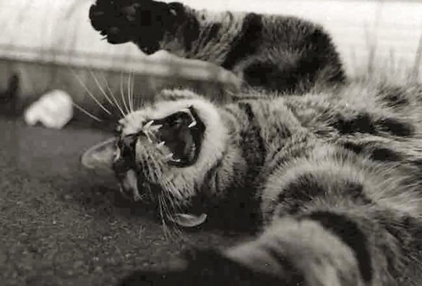 Playful Kitten