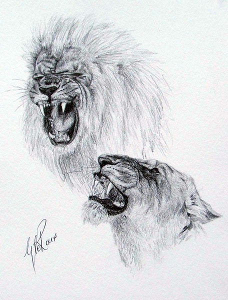 Lion And Lioness