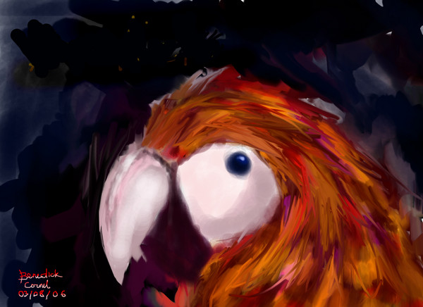 Macaw