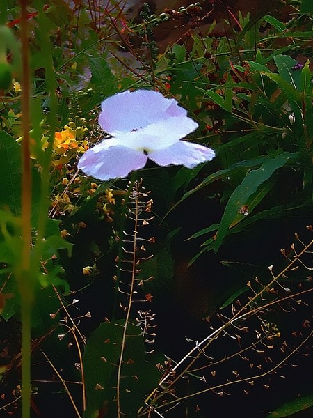 Beauty and the Weeds
