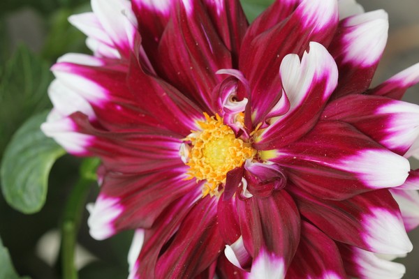 Canadian Dahlia heavean