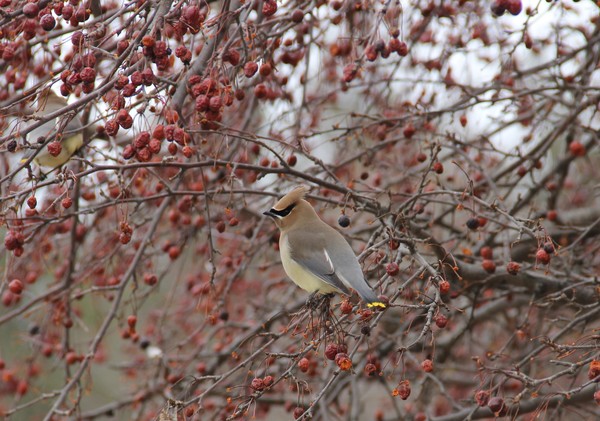 Gorgeous Cedar Waxwing profile