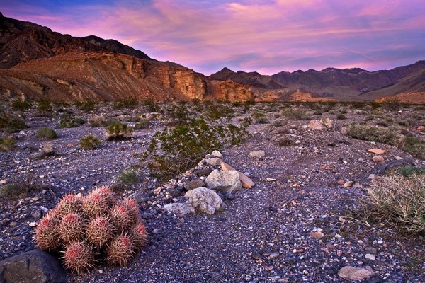 Barrel Cactus and Death Valley Sunset
