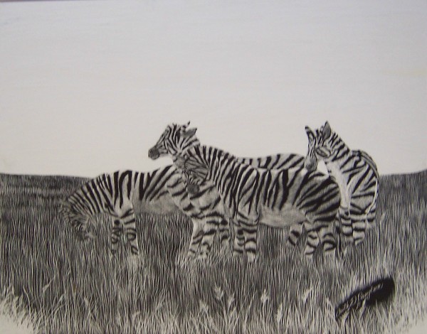 Zebra Herd