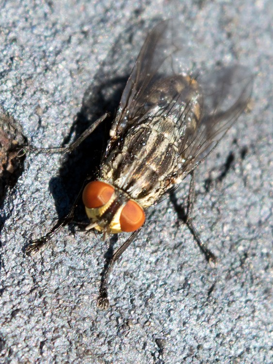 Fly On A Stone